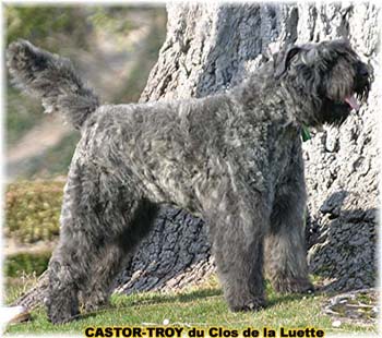 bouvier des flandres du clos de la luette - copyright déposé